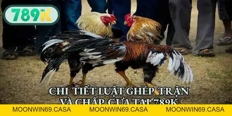 Đá Gà Cựa Tròn - Nơi Hội Tụ Các Chiến Kê Đỉnh Cao Hàng Đầu