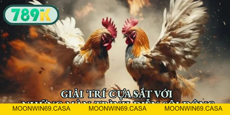 Đá Gà 789K - Đấu Trường Sôi Động, Cá Cược Hấp Dẫn 2026